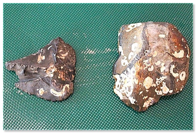 FossilFind_800