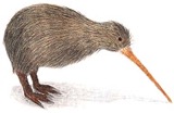 KiwiBird_200