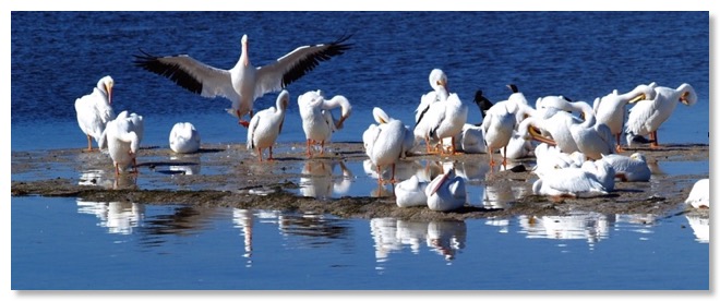 Birds_80x32